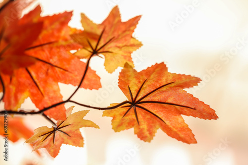 Close Up orange fabric maple leaf