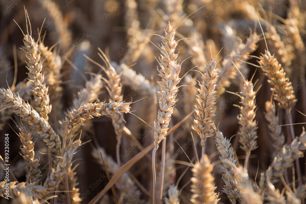 Golden ears of wheat on the field Golden ears of wheat on the field