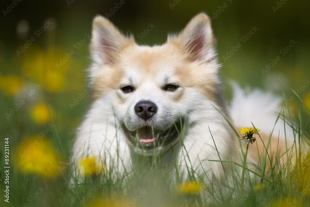 Icelandic Sheepdog outdoors in nature Icelandic Sheepdog outdoors in nature