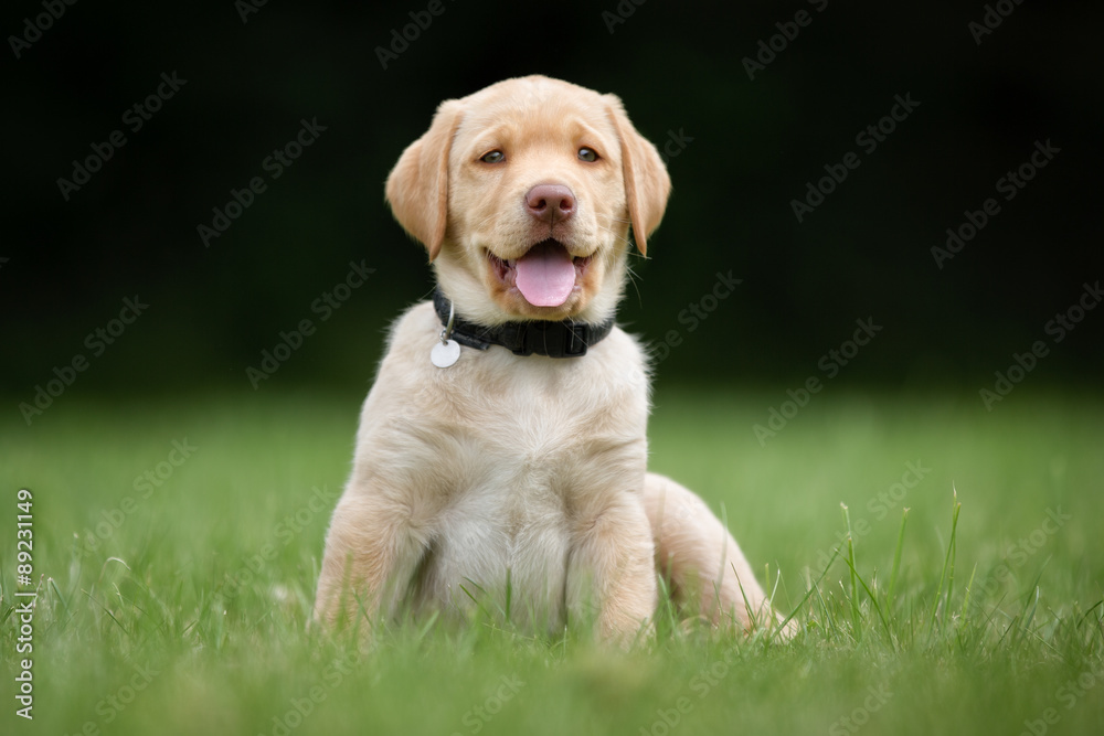 Happy and smiling labrador retriever puppy