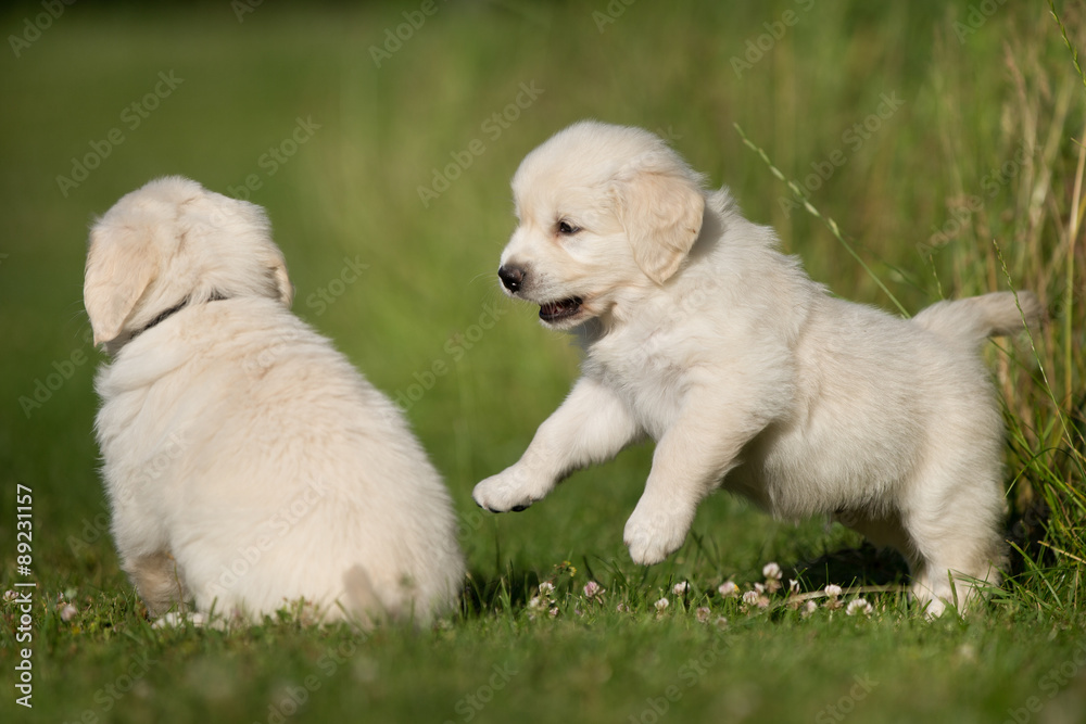 Young golden retriever puppies playing outdoors