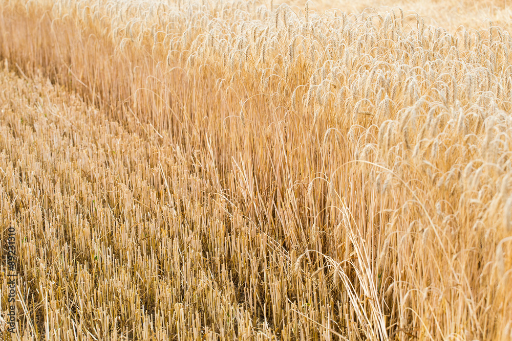 Ears of ripe barley. Harvest season