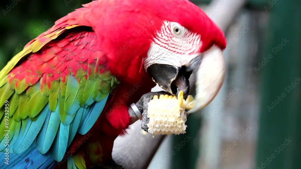 Guacamayo rojo en la reserva de Cataratas del Iguazu. Argentina.
Guacamayo rojo, dos tomas de video diferentes en un archivo de vídeo