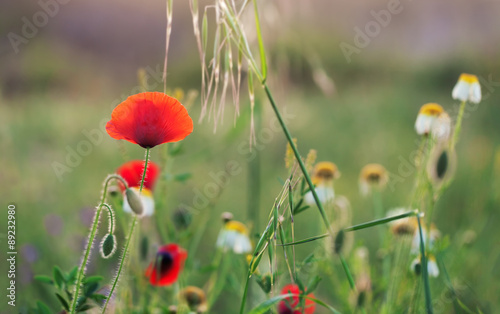 Red poppies