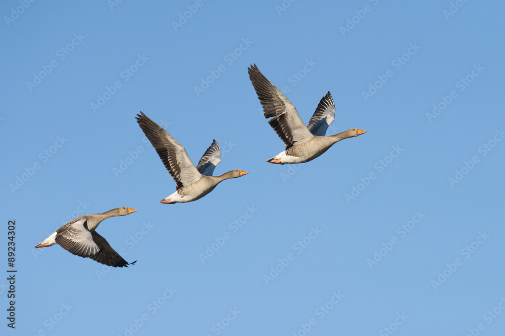 Obraz premium Greylag Geese in flight