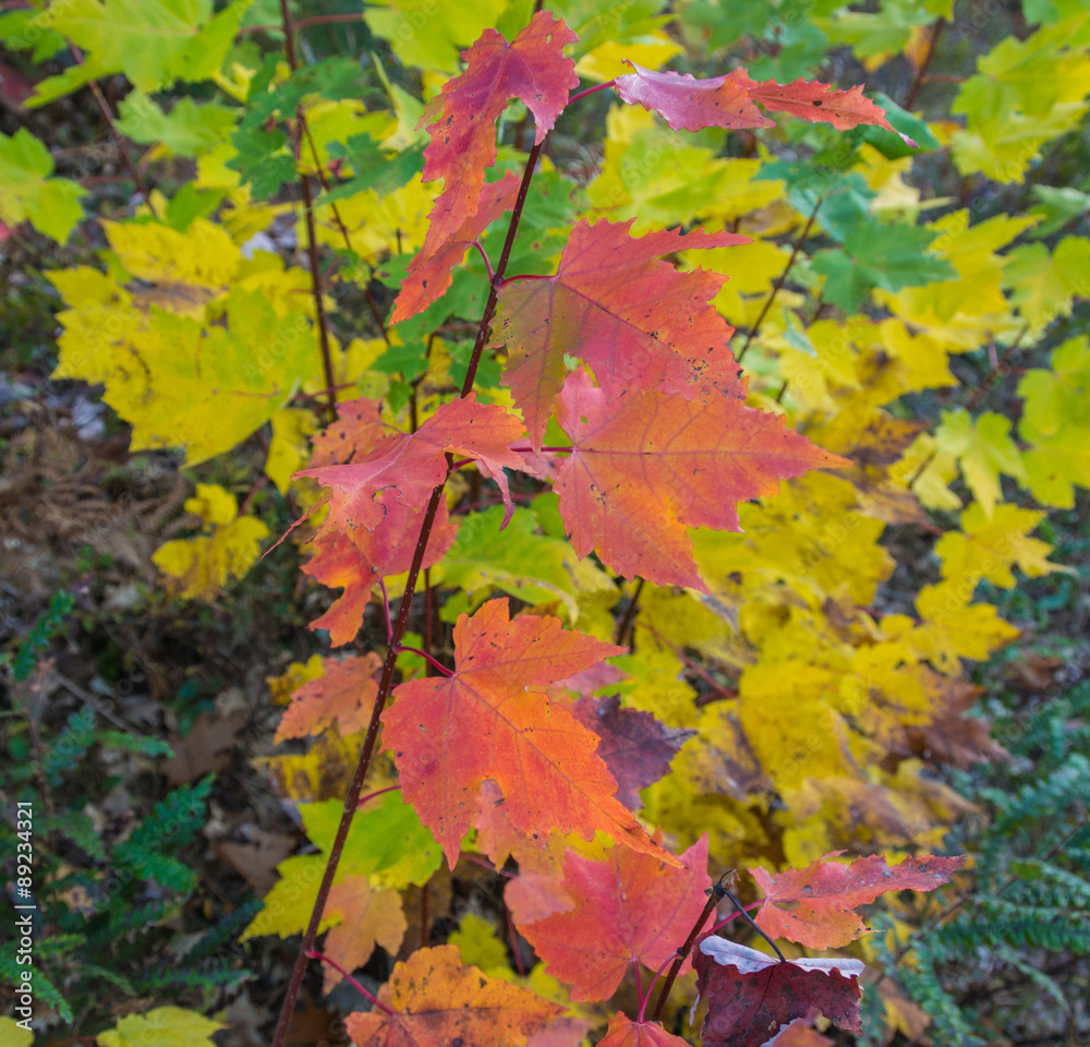 Maple leaves with a vibrant mix of yellow, orange, pink, purple. Maple leaves with a vibrant mix of yellow, orange, pink, purple.