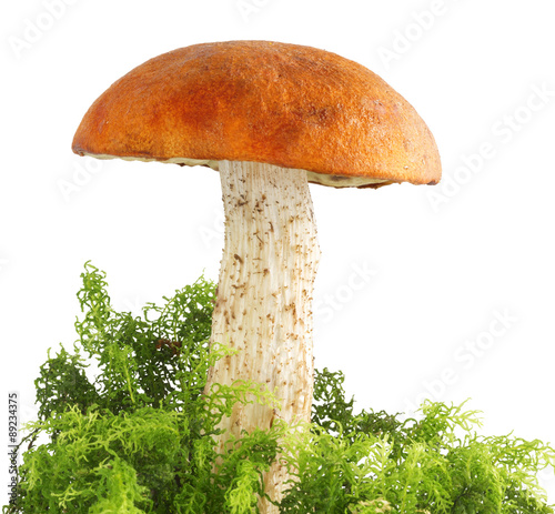 Mushroom orange-cap boletus in moss on a white background isolated