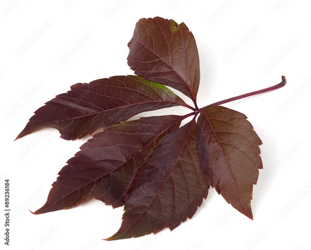 Autumn virginia creeper leaf (Parthenocissus quinquefolia foliag Autumn virginia creeper leaf (Parthenocissus quinquefolia foliag