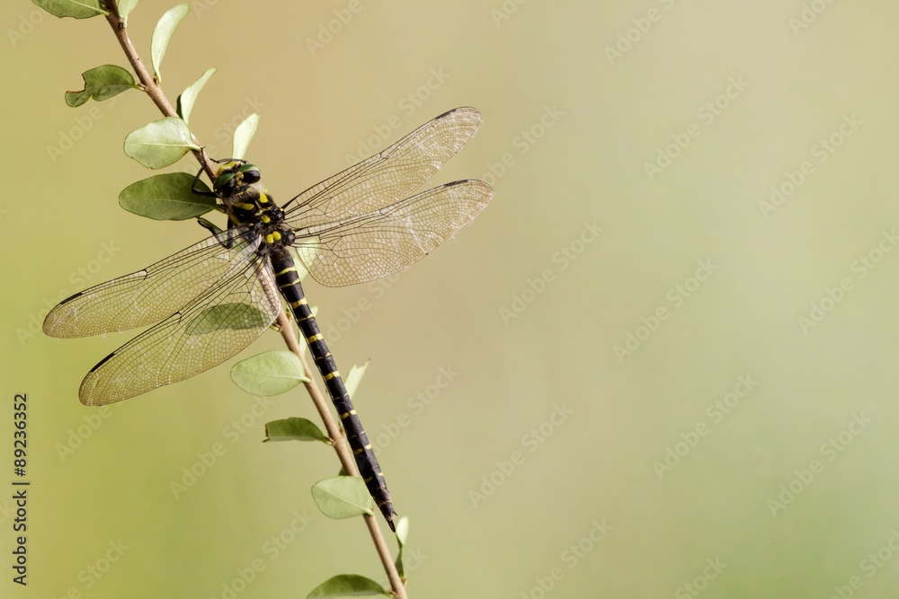 Libellula su ramo Libellula su ramo