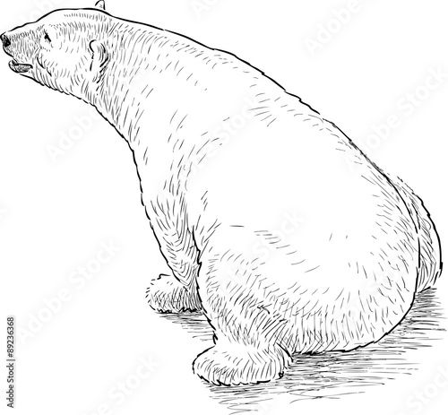 polar bear