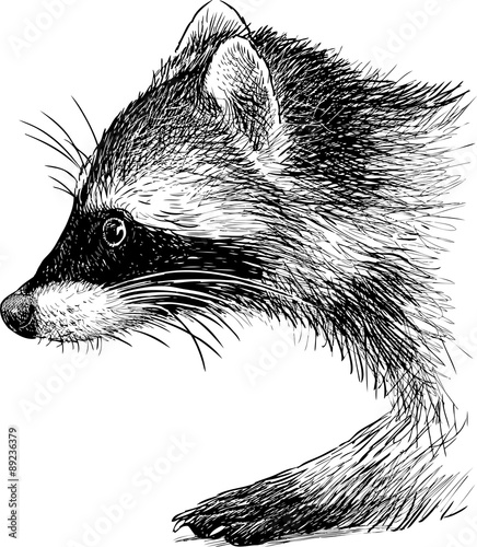 raccoon