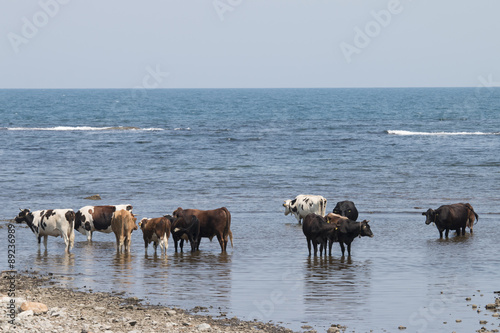 Cows On A Beach