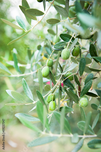 Olive tree branch with some fruits