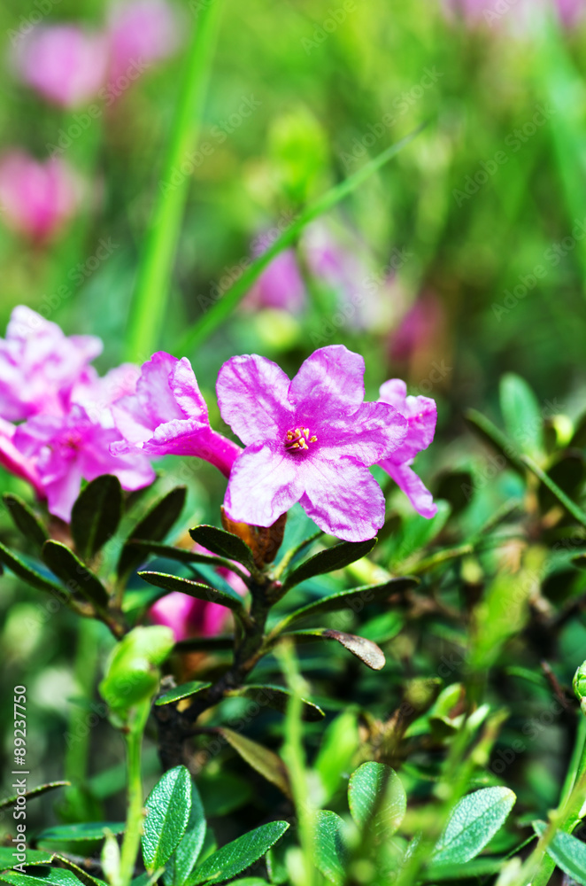 rhododendron in the Carpathians mount. Close up.
