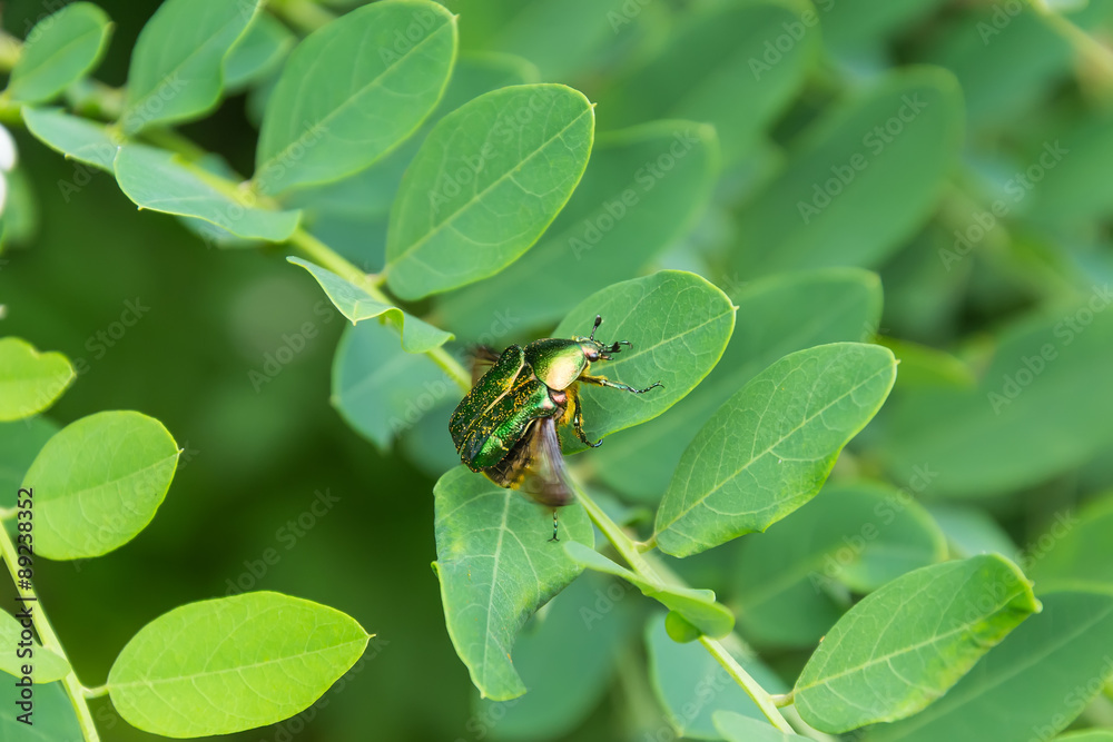 Cetonia aurata released wings before flight Cetonia aurata released wings before flight