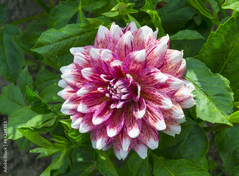 Fototapeta premium Dahlia
