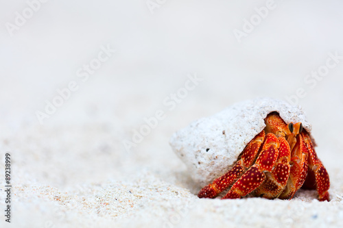 Obraz na plátne Hermit crab