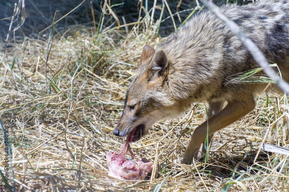 Fototapeta premium Golden jackal (Canis aureus)