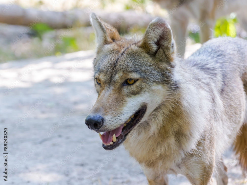 Fototapeta premium European gray wolf (Canis lupus)