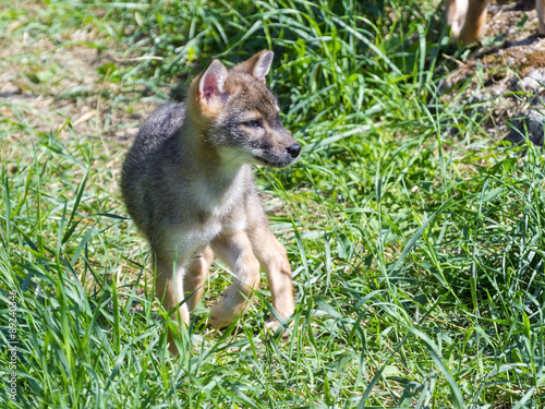 Golden jackal  Canis aureus  puppy