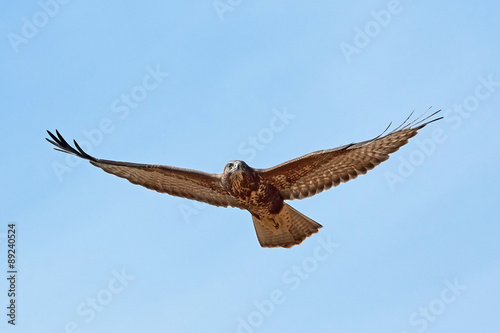 Common buzzard (Buteo buteo)