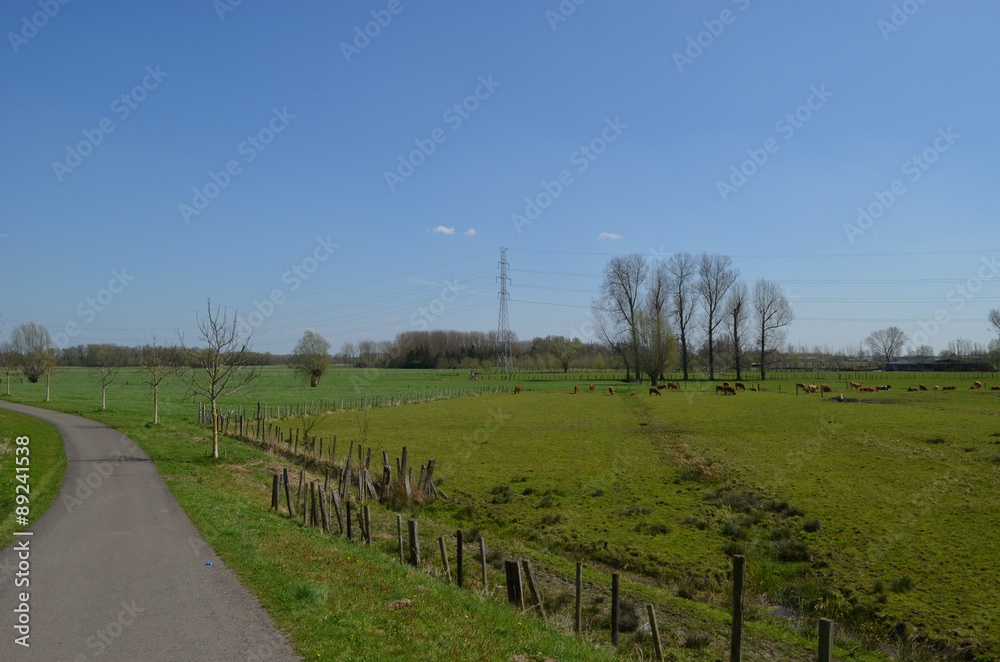 Bicycle trail through rural landscape with brown cows