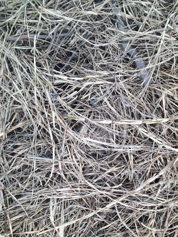 grass is dried.