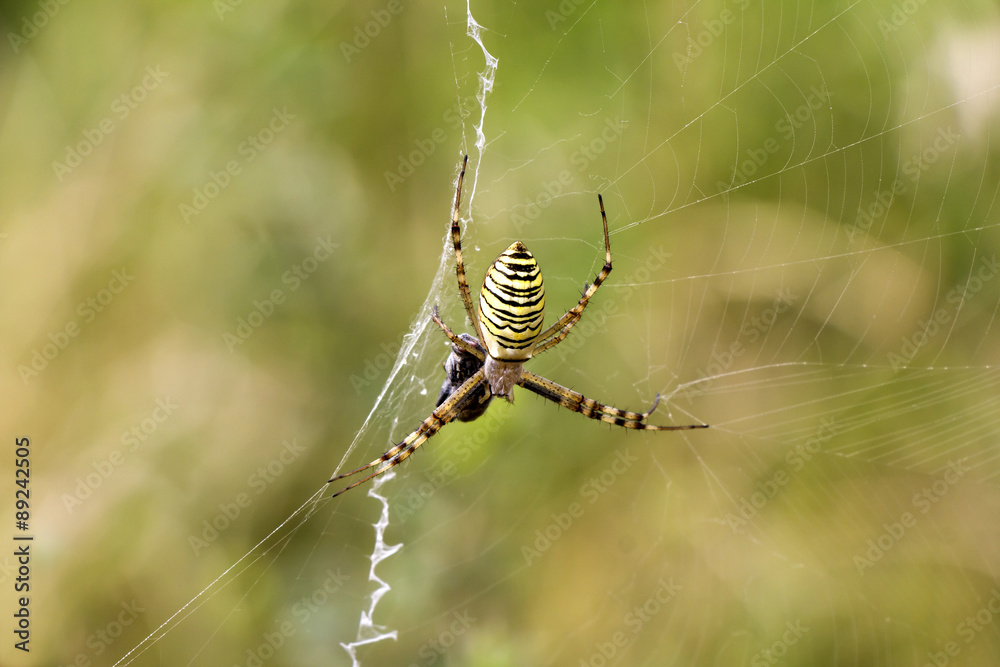 Spider with prey