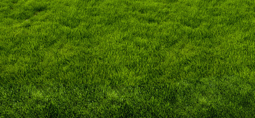 Green grass texture from a park