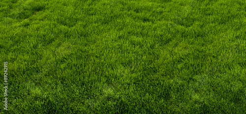 Green grass texture from a park