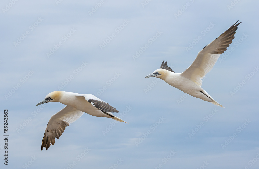 Northern gannet (Morus bassanus), Helgoland island ,Germany Northern gannet (Morus bassanus), Helgoland island ,Germany