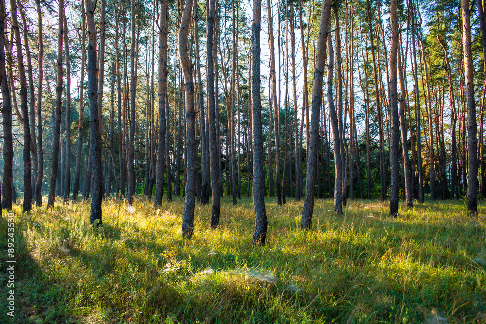 Fototapeta premium pine forest