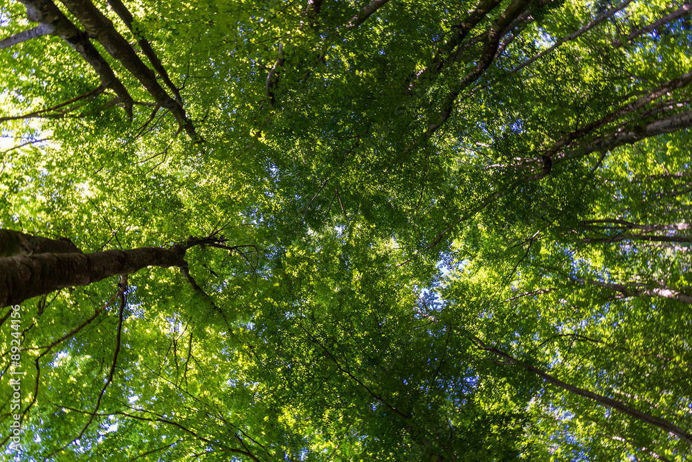 forest trees forest trees