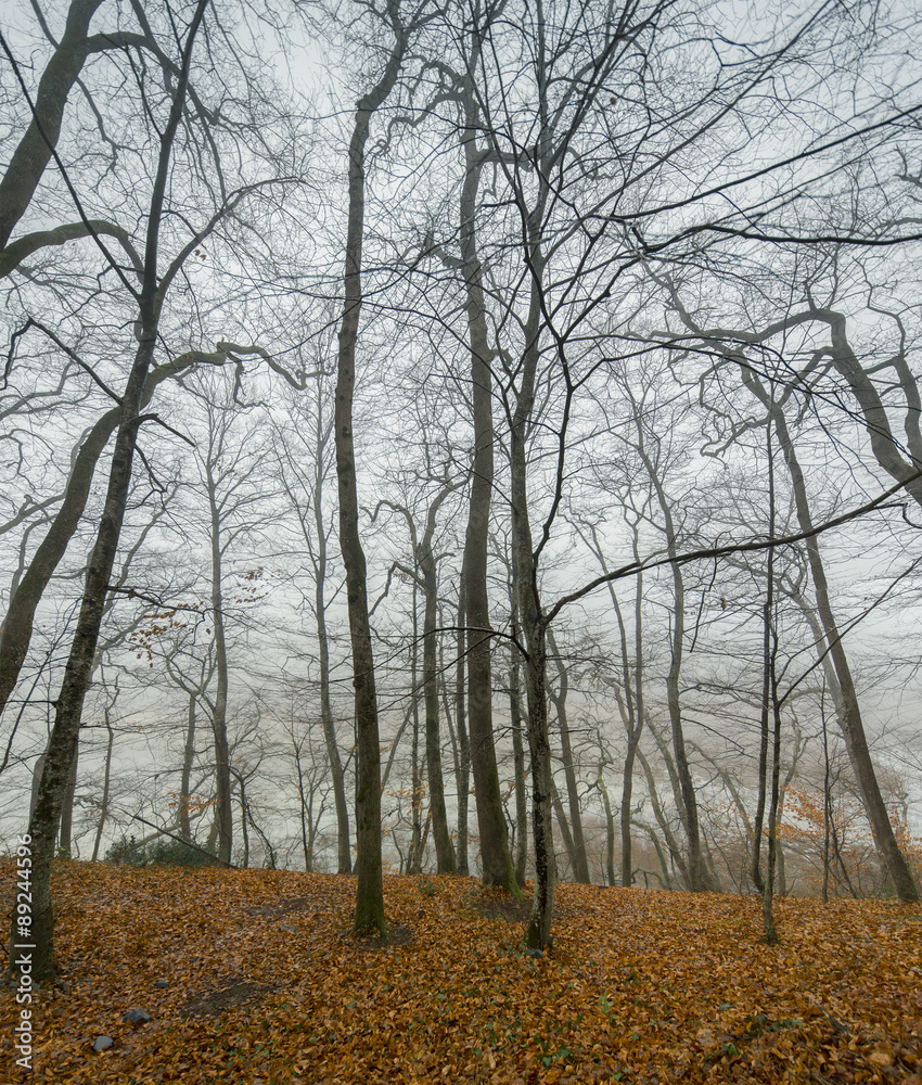 Fototapeta premium Autumn in the forest