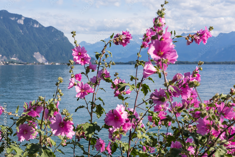 Flowers against mountains and lake Geneva Flowers against mountains and lake Geneva