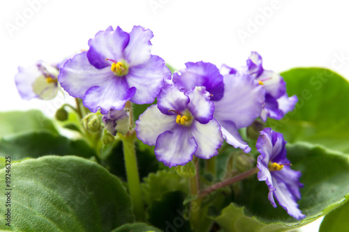 variegated african violet