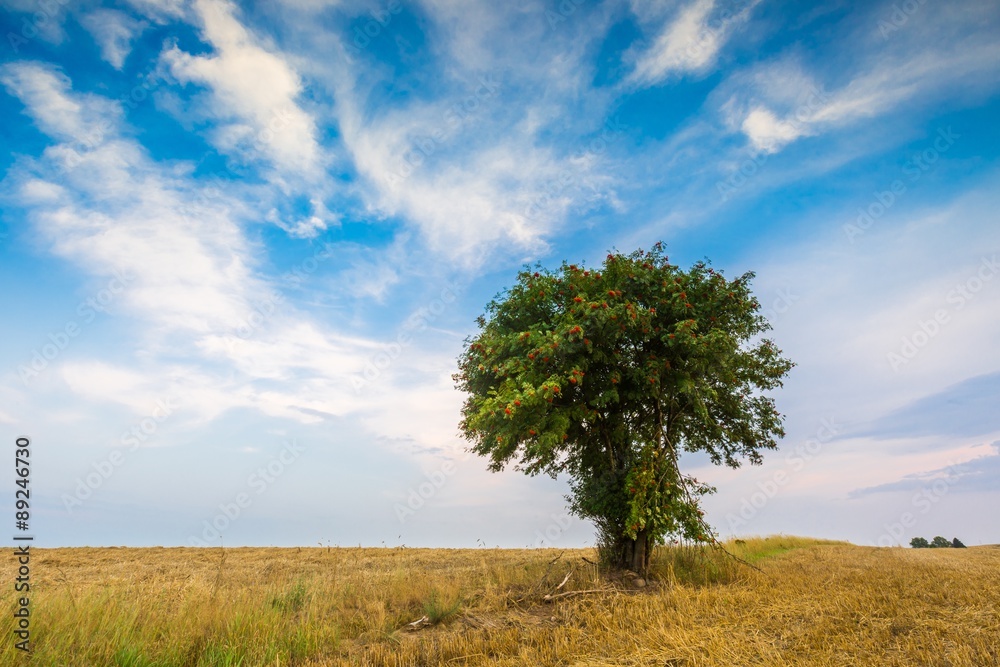 Stubble field with single tree