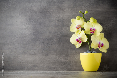 Fototapeta Naklejka Na Ścianę i Meble -  Yellow orchid on the grey background.