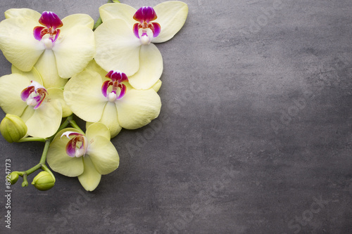 Fototapeta Naklejka Na Ścianę i Meble -  Yellow orchid on the grey background.