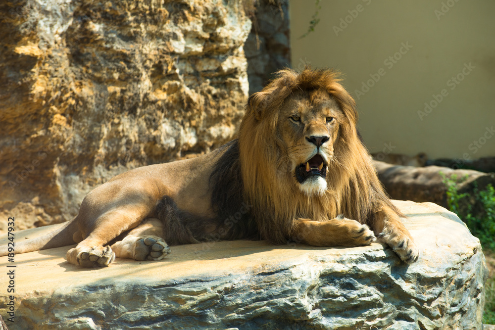 Fototapeta premium Barbary lion (Panthera leo leo), also known as the Atlas lion. Wildlife animal.