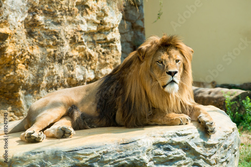 Barbary lion  Panthera leo leo   also known as the Atlas lion. Wildlife animal.