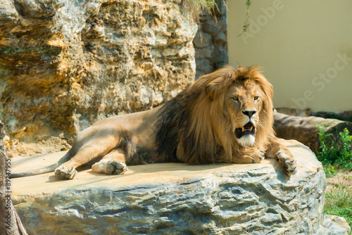 Barbary lion  Panthera leo leo   also known as the Atlas lion. Wildlife animal.