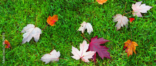 Colorful fall maple leaves with water droplets, on green grass background. Letterbox format photo