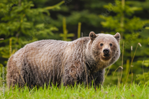  Grizzly Bear (Ursus arctos horribilis) © BGSmith