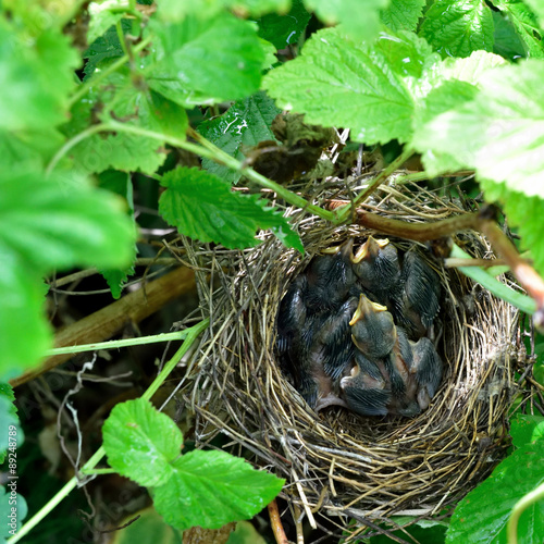 The nest in the raspberry bush