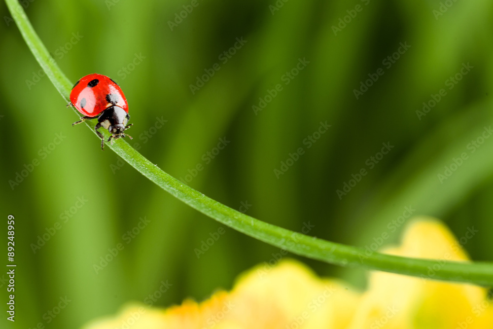 Ladybug running along on blade of green grass Ladybug running along on blade of green grass