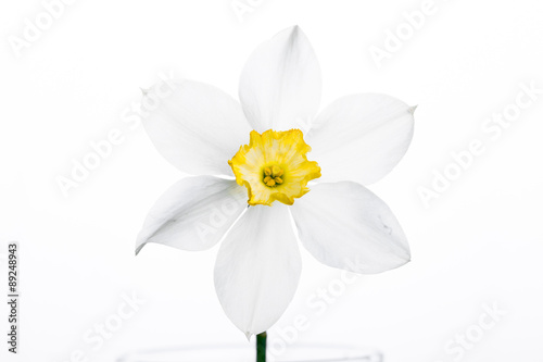 Spring floral border, beautiful fresh narcissus flowers