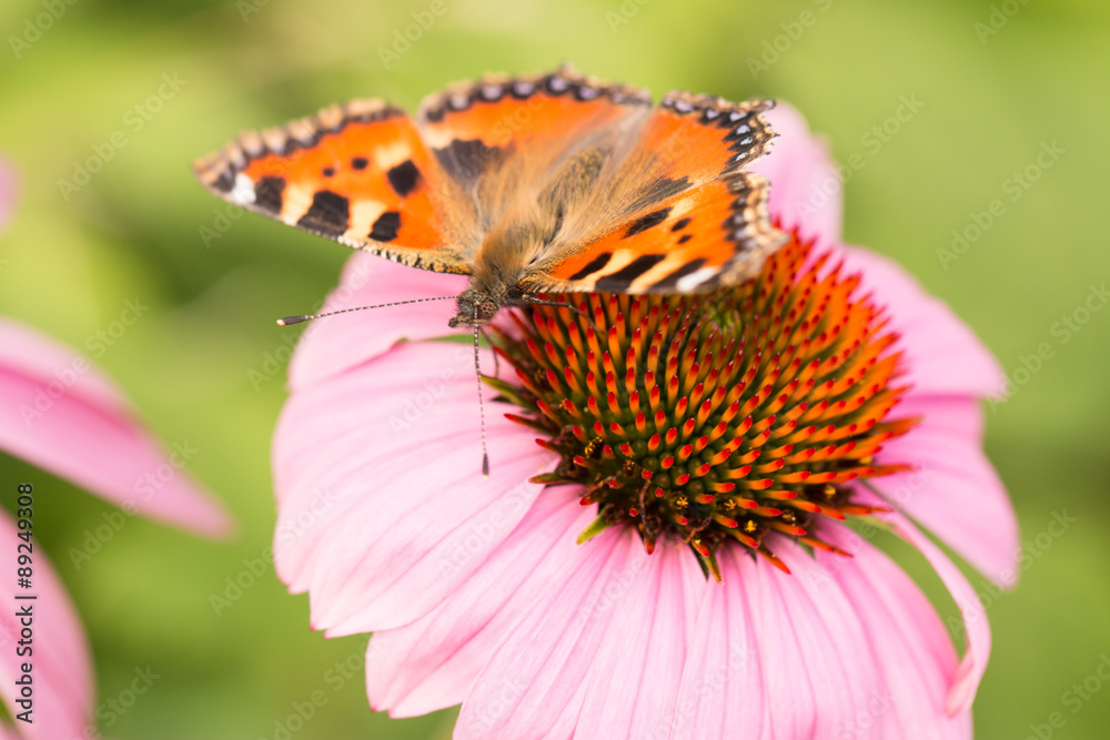 Obraz premium purple coneflower with butterfly in the garden