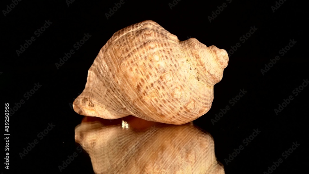 Round sea shell on black, rotation, reflection, close up