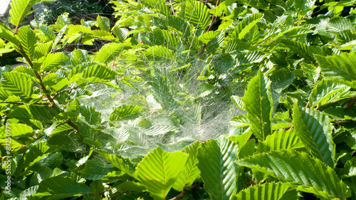 Spinnweben in Hecke  photo